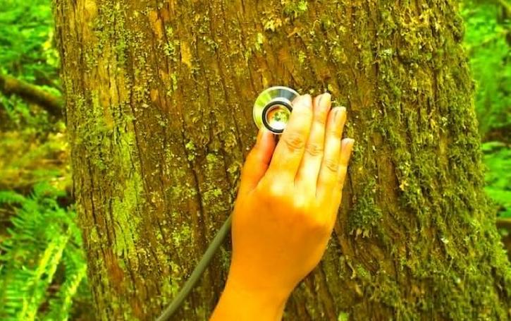 Image for Marietta Tree with ID of: 2768335