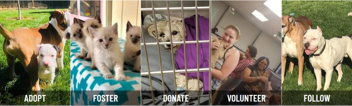 Image for Unleashed Pet Rescue with ID of: 2770029