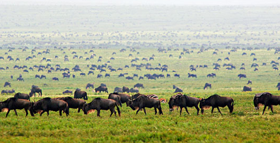 Image for Best Tour Operator In Uganda with ID of: 2772008