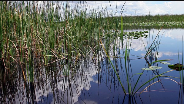 Image for Deerfield Beach Airboat Rides with ID of: 2774000