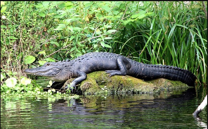 Image for Deerfield Beach Airboat Rides with ID of: 2774001