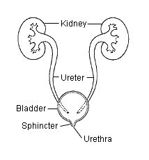 Image for The Best Bladder Infection Treatment with ID of: 2775653