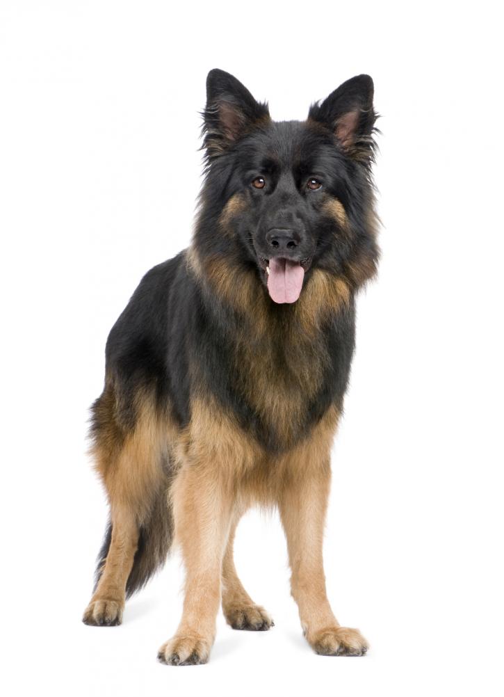 Image for Expert Dog Bite Testimony with ID of: 2784509