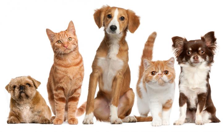 Image for Simply Pets CBD Cannabis Hemp Oil with ID of: 2784528