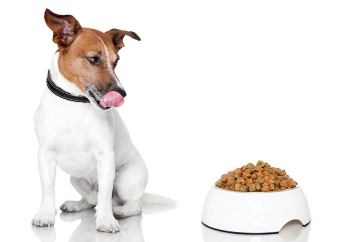 Image for Simply Pets CBD Cannabis Hemp Oil with ID of: 2784529