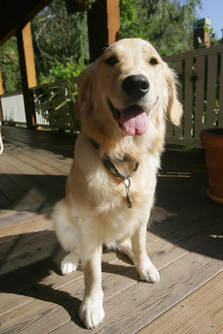 Image for Pawprints of Yonkers Corp. with ID of: 2786050
