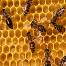 Image for Mac Naughton's Pest Control Inc. with ID of: 2786572