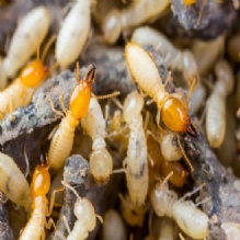 Image for Mac Naughton's Pest Control Inc. with ID of: 2786573