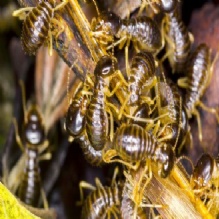 Image for Mac Naughton's Pest Control Inc. with ID of: 2786575