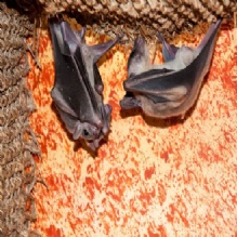 Image for Mac Naughton's Pest Control Inc. with ID of: 2786576