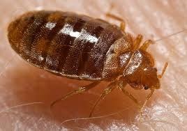 Image for Pest Control Troy with ID of: 2793959