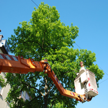 Image for Cheap Trees LLC with ID of: 2802739