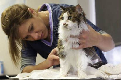 Image for Orlando Mobile Dog Grooming with ID of: 2805748