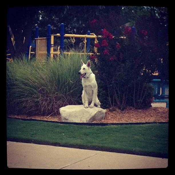 Image for Tip Top K9 Tulsa Dog Training with ID of: 2810193