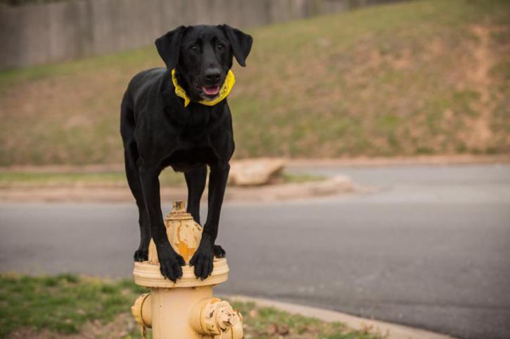 Image for Tip Top K9 Tulsa Dog Training with ID of: 2810205