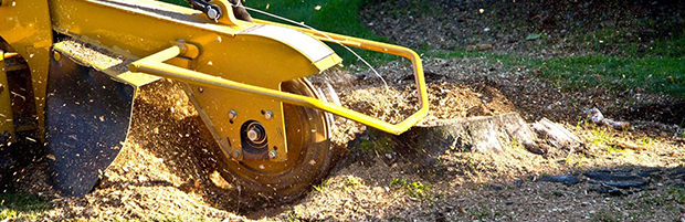 Image for Cheery Chops Tree Solutions with ID of: 2815128