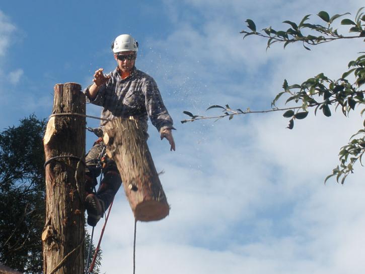 Image for Cheery Chops Tree Solutions with ID of: 2815130