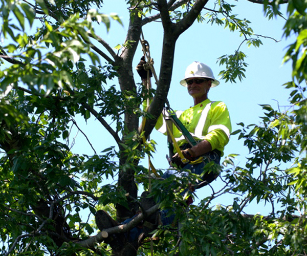 Image for Young's Tree Service & Stump Removal LLC with ID of: 2815174