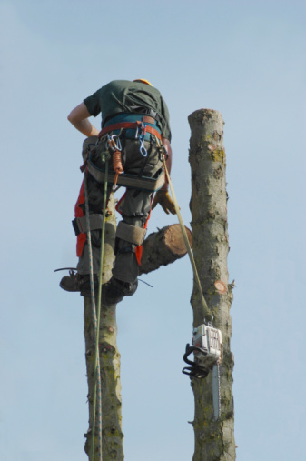 Image for Justin’s The Stump Master with ID of: 2815479