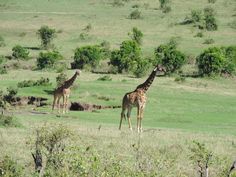 Image for Masai Mara Safari Tours with ID of: 2816625