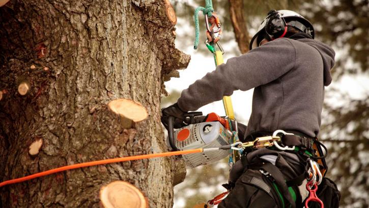 Image for Gomez Tree Service with ID of: 2820849