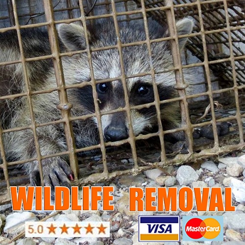 Image for Wildlife Removal Melbourne with ID of: 2821897