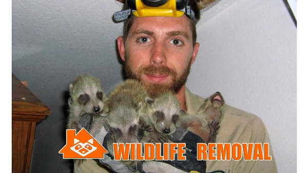 Image for Wildlife Removal Melbourne with ID of: 2821932