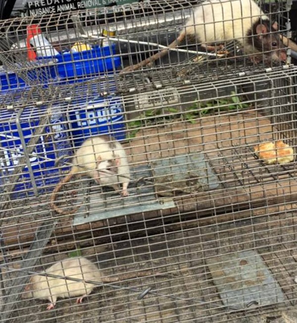 Image for Wildlife Removal Melbourne with ID of: 2821934