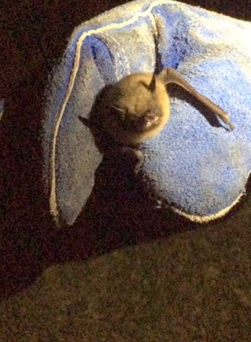 Image for Wildlife Removal Melbourne with ID of: 2821936