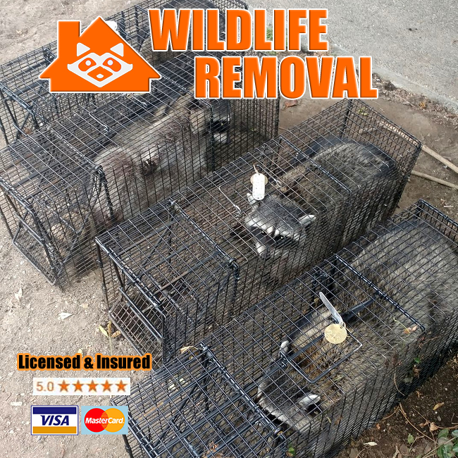 Image for Wildlife Removal South Bend with ID of: 2822582