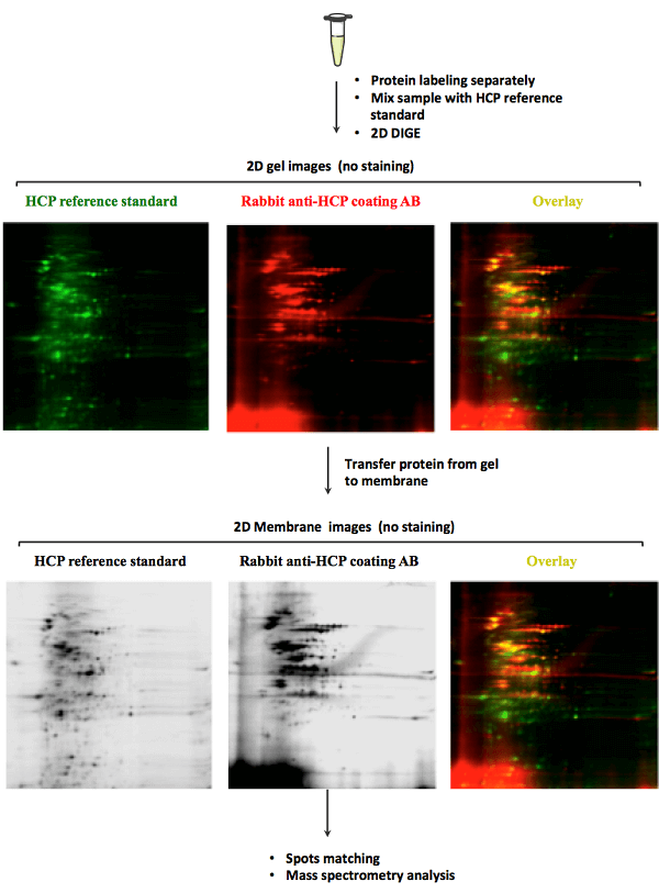Image for HCP with ID of: 2823697