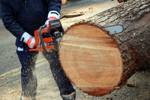 Image for Jose's Tree Service with ID of: 2830526