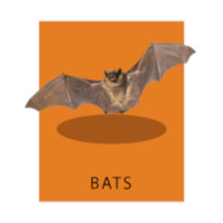Image for Voss Wildlife Control with ID of: 2831425