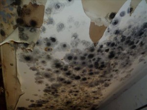 Image for Mold Cleanup Bakersfield with ID of: 2831944