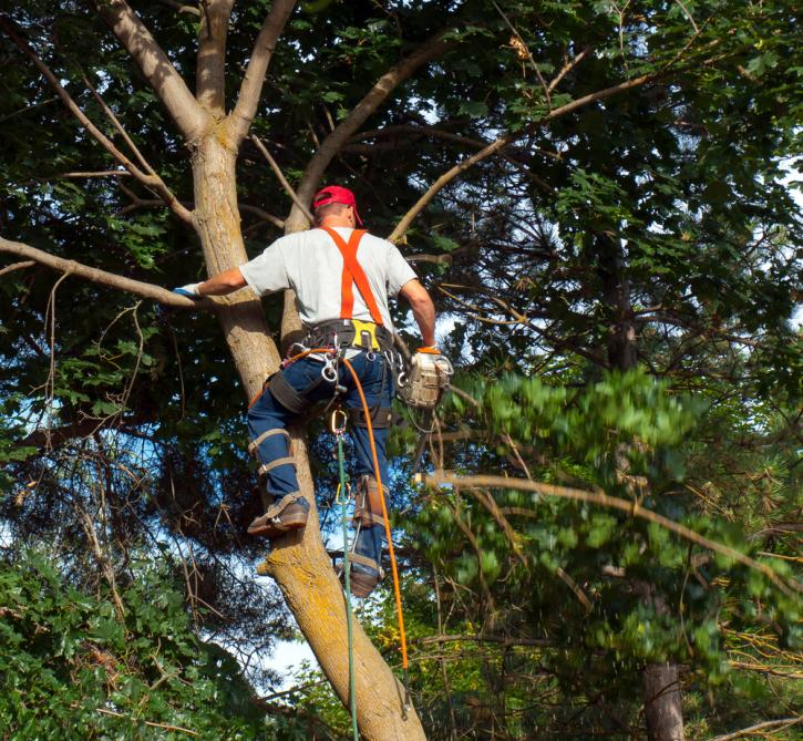 Image for Gwinnett Tree Service with ID of: 2838869