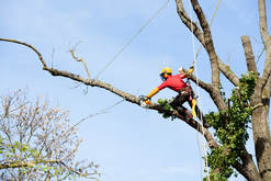Image for Gwinnett Tree Service with ID of: 2838880