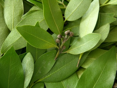 Image for Italian herbs with ID of: 2840975