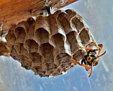 Image for Parker Pest Control Services with ID of: 2841074