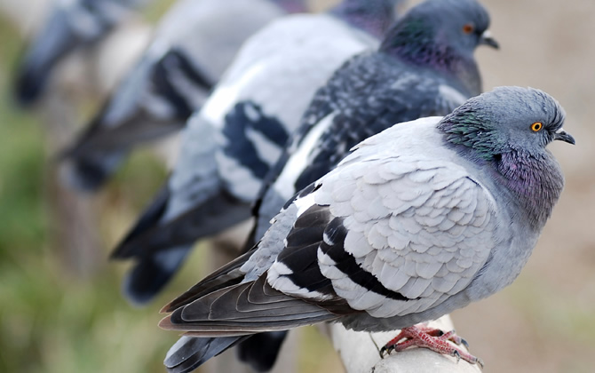 Image for Enviro Safe Pest Control Perth with ID of: 2844332
