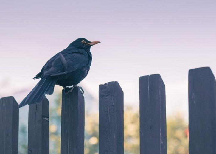Image for Fence Companies Buffalo with ID of: 2847363