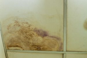 Image for Mold Cleanup North Charleston with ID of: 2849636