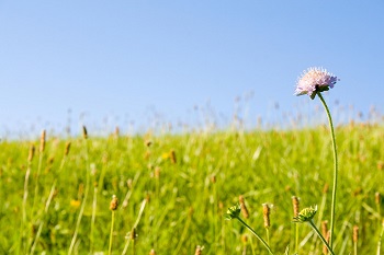 Image for Midland TX Lawns with ID of: 2851331