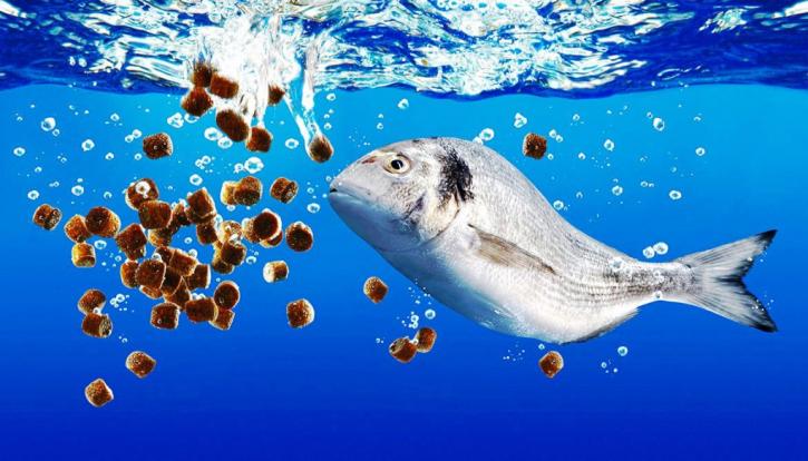Image for Aquafeed Market Explore Future Growth 2018-2026 with ID of: 2851830
