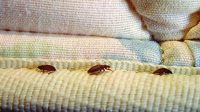 Image for Bed Bug Facts with ID of: 2852151