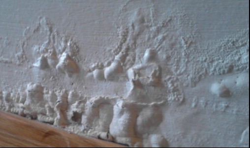 Image for Palm Beach Mold Removal with ID of: 2855004