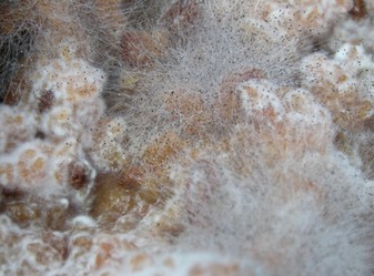 Image for Palm Beach Mold Removal with ID of: 2855011