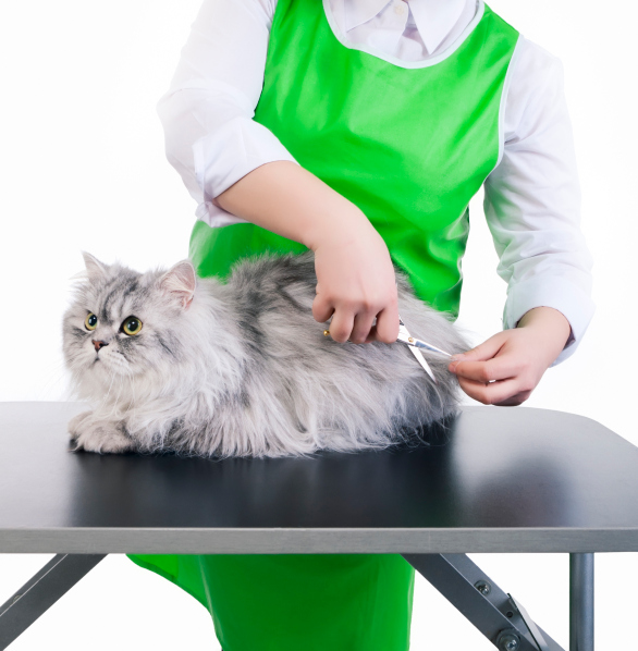 Image for Shaggy Chic Pet Grooming with ID of: 2857177