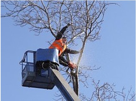 Image for Tree Removal Services Houston with ID of: 2858095