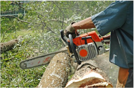 Image for Atlanta Tree Removal with ID of: 2858441
