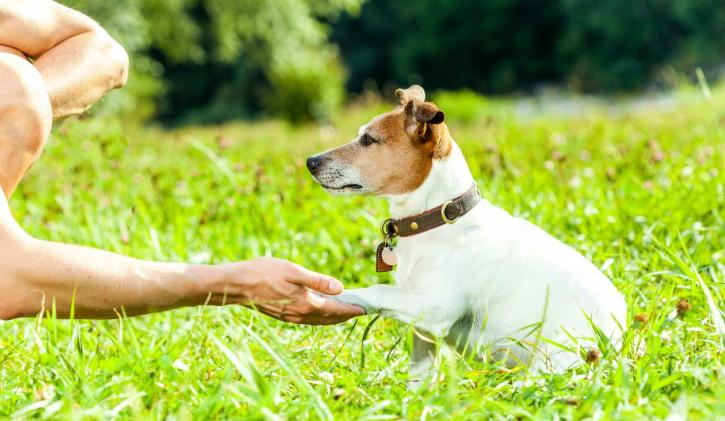 Image for La Veta Pass Kennels with ID of: 2864366